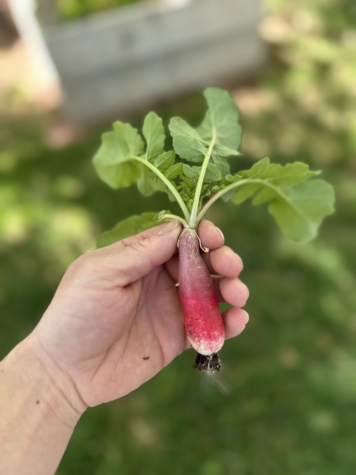 Red Radish Bunch