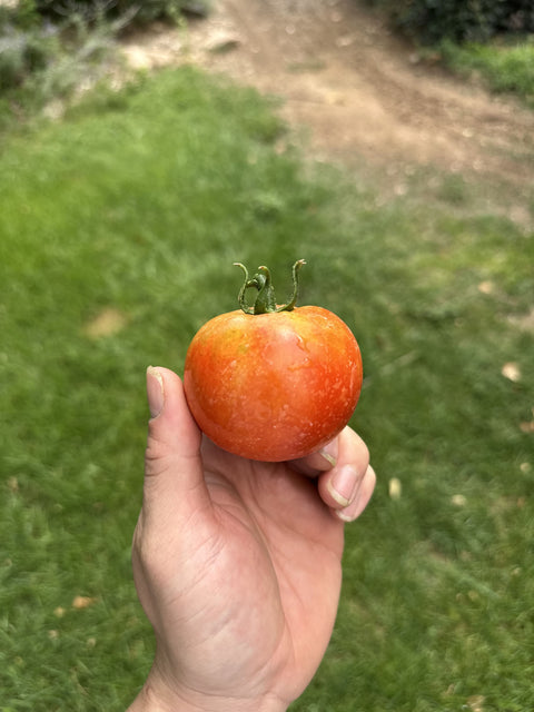 Tomato Basket (5lbs)