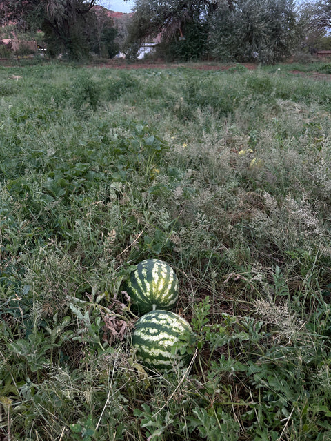 Moab Watermelon