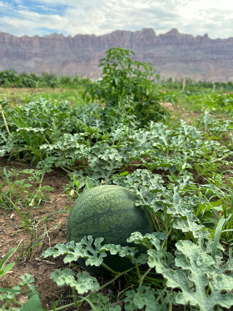Moab Watermelon