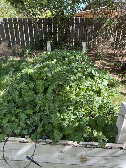 Kale Bag 1/2 lb