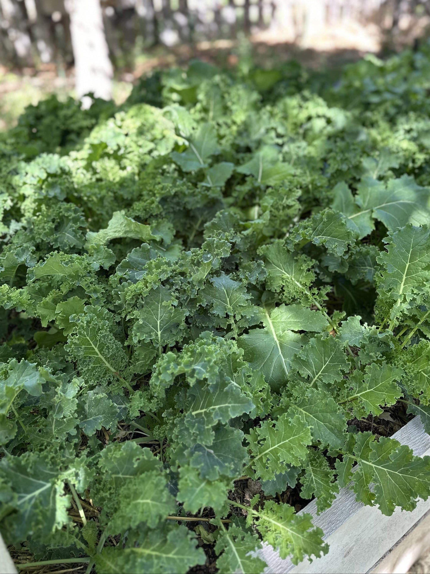 Kale Bag 1/2 lb