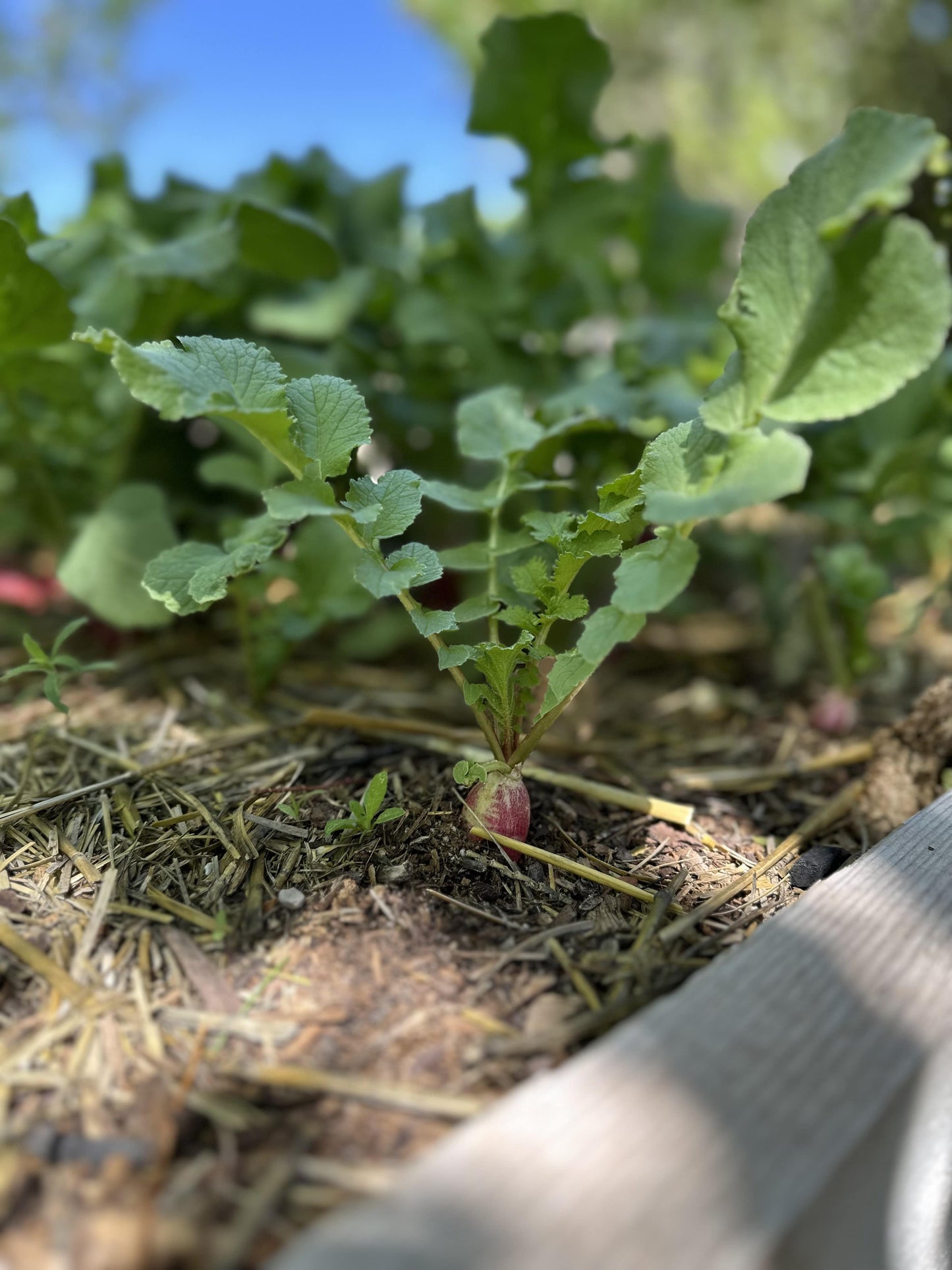 Red Radish Bunch
