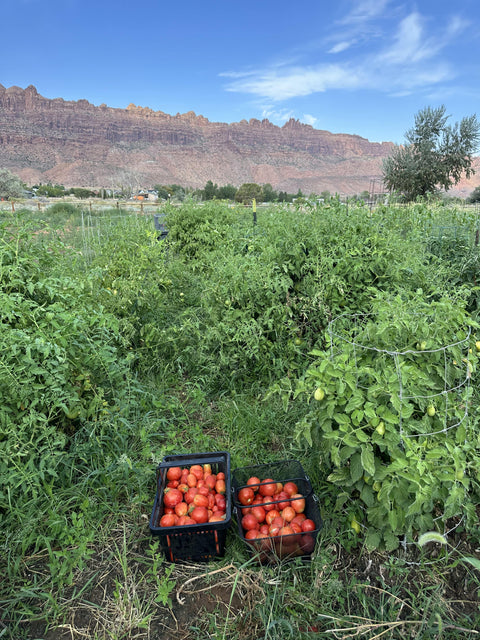 Tomato Basket (5lbs)