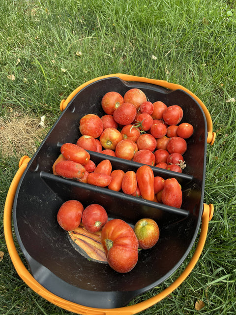 Tomato Basket (5lbs)