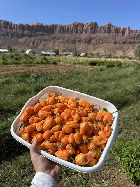 1 Pound Habanero Box