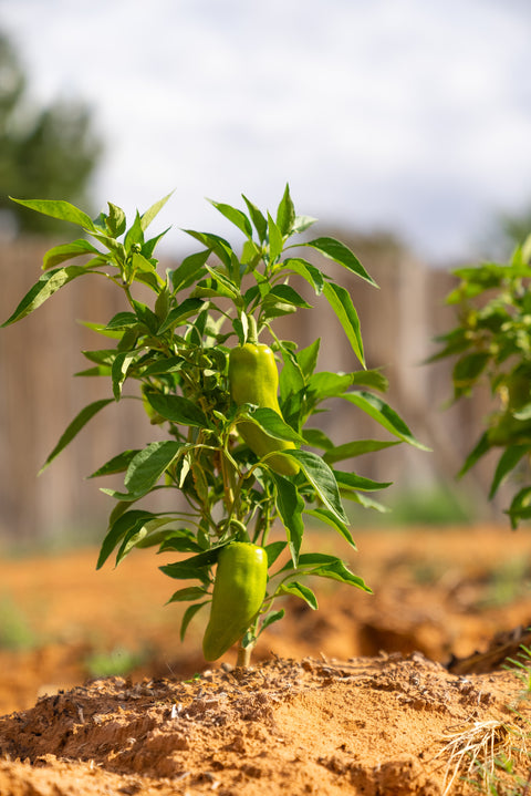 Jalapeno plant